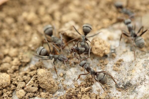 Ant Butt