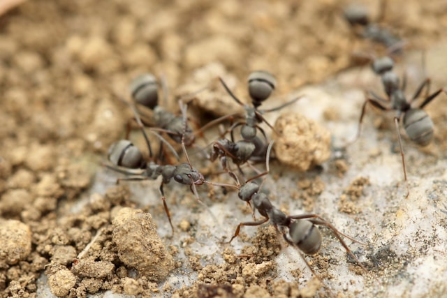 Ant Butt