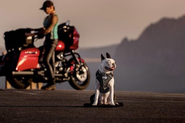 motorcycles and dogs
