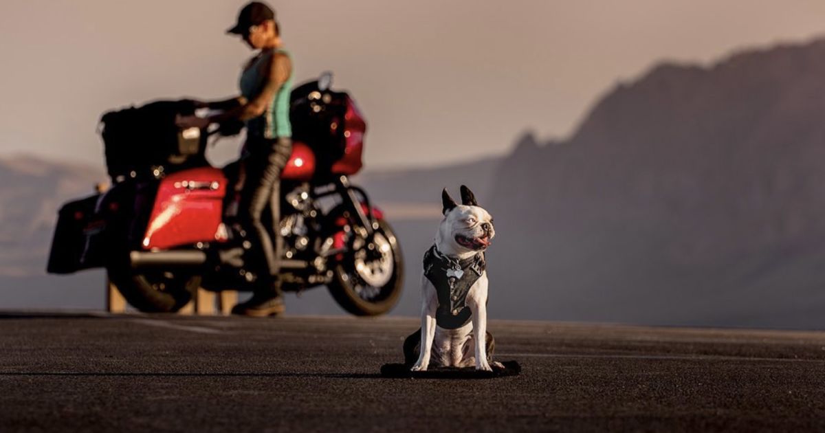 motorcycles and dogs